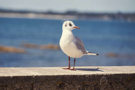 Black-headed gull and its shadow.の写真素材