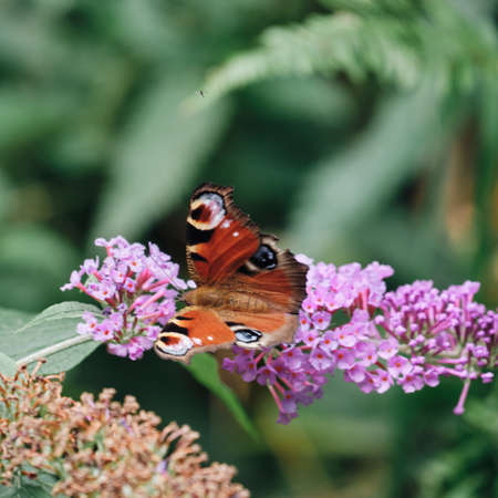 Fauna and insect, variety butterfly - peacock of the day -の写真素材
