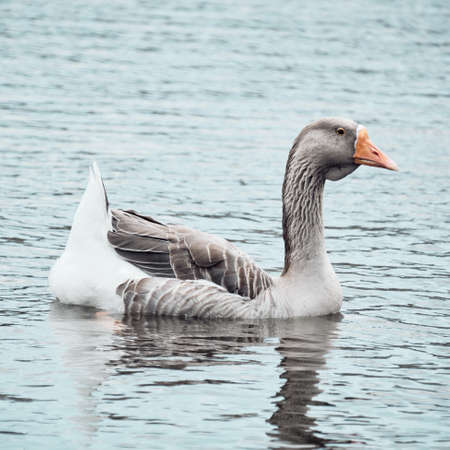 Gray goose on the water.の写真素材