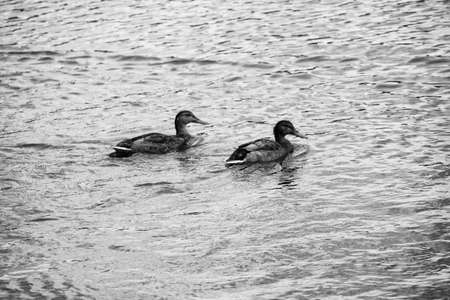 Couple of ducks on the lake.の写真素材