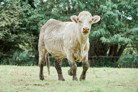 Charolais breed cow.