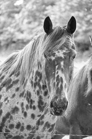 Horse with a dappled coat.の写真素材