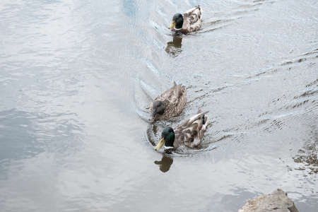 Group of ducks swimming towards the shore.の写真素材