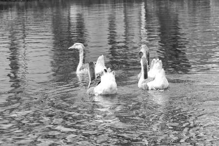 Group of geese swimming on the lake.の写真素材