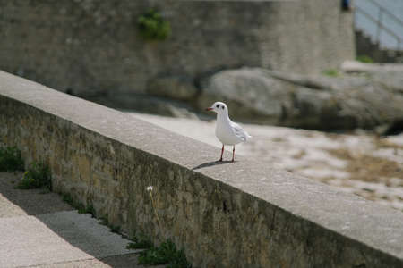 Little seagull and its shadow.の写真素材