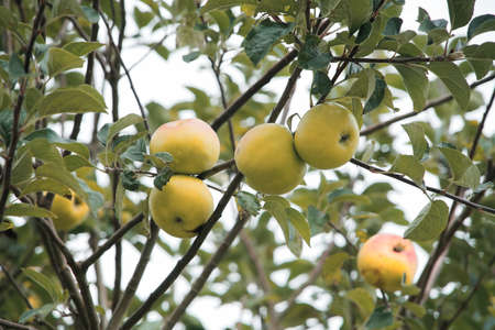 Orchard in autumn, apples on a branch.の写真素材
