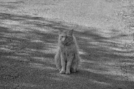 Angora cat sitting.