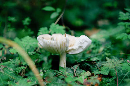 The pleasure of picking mushrooms.の写真素材