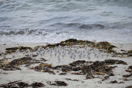 Group of young plovers by the sea.