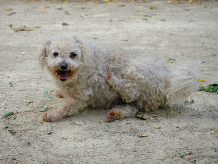Little dog lying sticking out his tongue.の写真素材