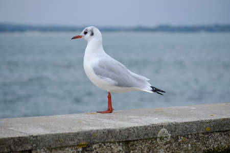 Black-headed gull looking towards the horizon.の写真素材