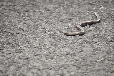 Orvet crawling on the stones.の写真素材