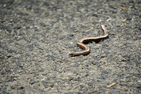 Orvet also called - glass snake -の写真素材