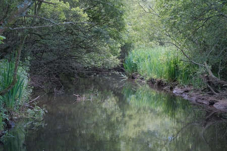 Calm water from a pond.の写真素材