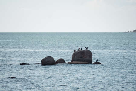 Cormorant resting on the rocks.の写真素材
