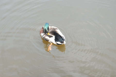 Duck washing in the water.の写真素材
