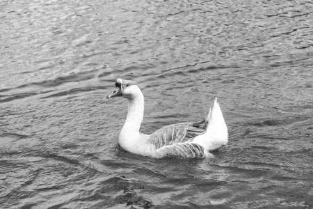 Guinea goose on the water.の写真素材
