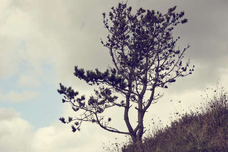 Young tree and stormy sky.の写真素材