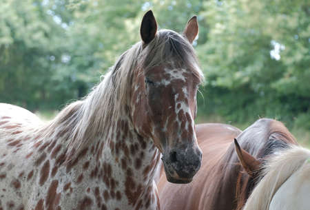 Beautiful stallion in the meadow.の写真素材