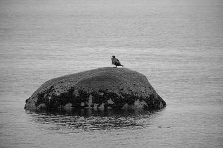 Cormorant drying its wings.の写真素材