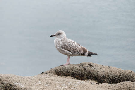Three week old gull.の写真素材