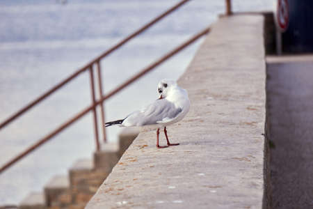 Black-headed gull doing its toilet.の写真素材