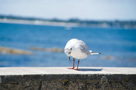 Little seagull lowering its head.の写真素材