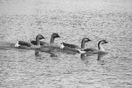 Geese swimming in a group.の写真素材