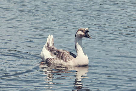 Guinea goose swimming on the pond.の写真素材