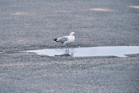 Gull drinking from a puddle.の写真素材