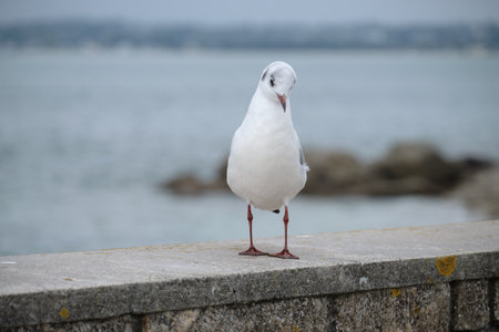 Seagull standing by the sea.の写真素材
