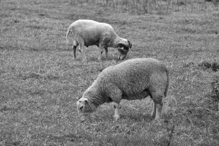 Sheep grazing in the meadow.の写真素材