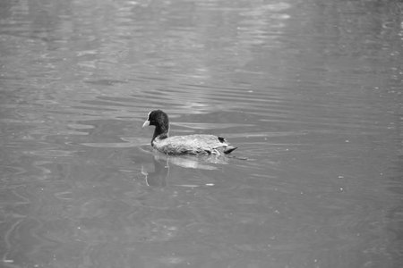 A single duck swimming in the waterの写真素材