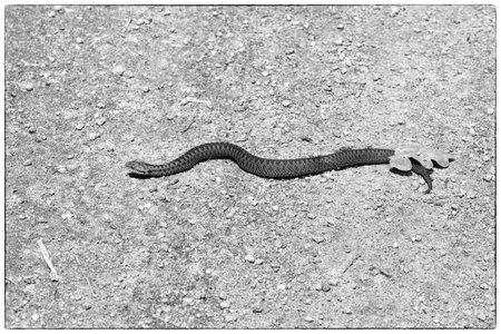 Viper crawling on the ground.の写真素材