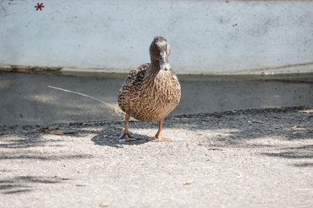 Awkward gait of the cane.の写真素材
