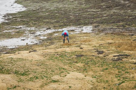 Man collecting seashells by the sea.の写真素材