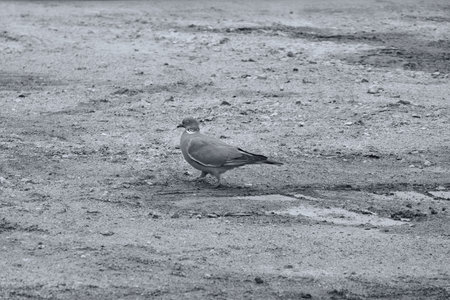 Dove walking on the sand.の写真素材