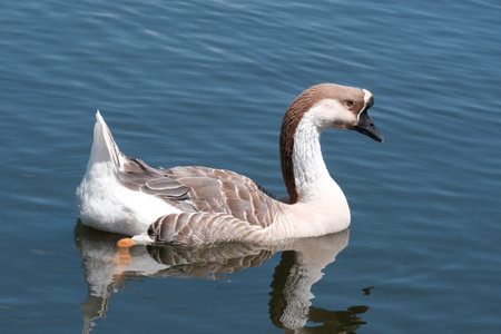 Gray goose on the water.の写真素材