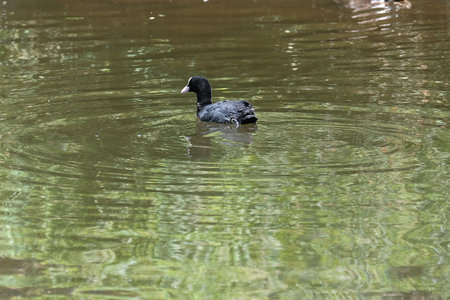 Moorhen swimming on the pond.の写真素材