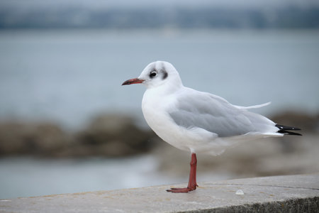 Black-headed gull profile view.の写真素材