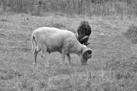 Two rams grazing in a meadow.の写真素材