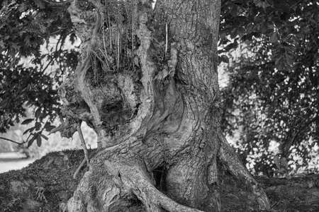 Old tree showing its roots.の写真素材