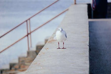 Black-headed gull front view.の写真素材
