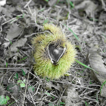 Chestnut emerging from its bug.の写真素材