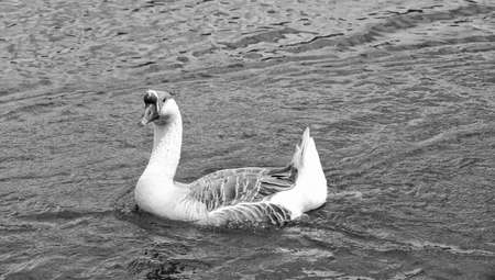 Guinea goose on a pond.の写真素材
