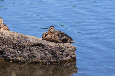 Duck lying on a rock.