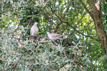 Couple of Turkish doves in the trees.の写真素材