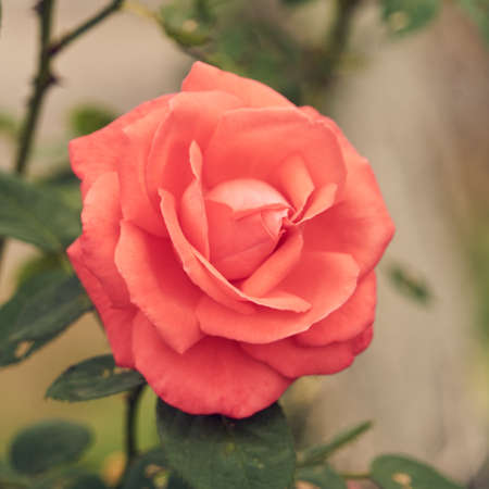 Beautiful blooming rose.の写真素材