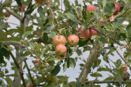 Apples on a branch.の写真素材