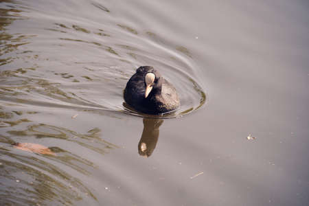 Moorhen swimming towards the shore.の写真素材